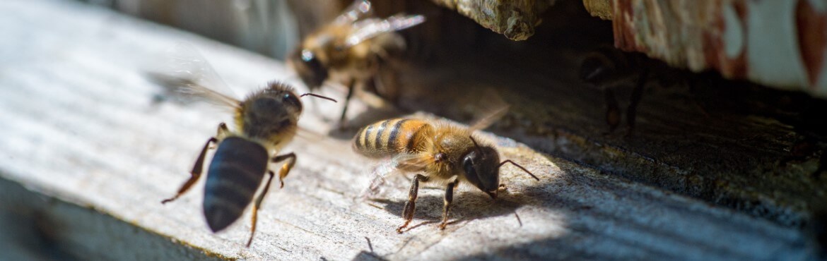 Holzschutz gegen Wespen